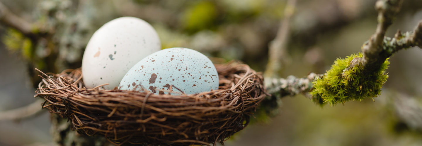 Birds nest on mossy branch with speckled light blue and white eggs